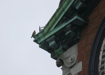 Peregrine on NW corner ledge above west face of clock