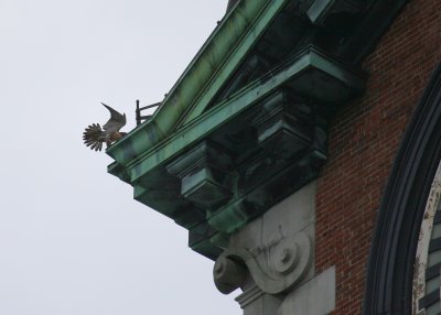 Peregrine fluttering on NW corner ledge above west face of clock