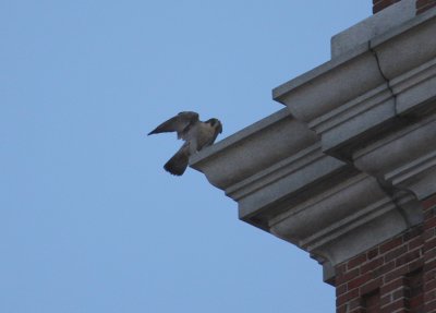 Other Peregrine landing after chase; NW ledge below clock face