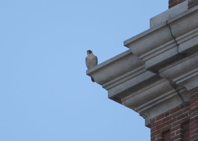 Other Peregrine perched after chase; NW ledge below clock face