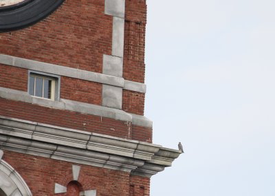 Peregrine relanded in perch mode; NE corner ledge below east clock face