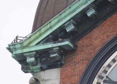 Peregrine ripping at prey; ledge diag above/left west clock face