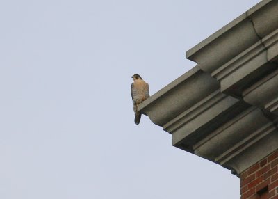 Peregrine perched NW corner below west clock face