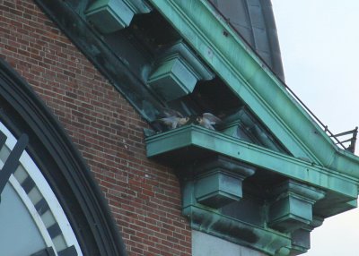 Peregrine pair on west ledge diag. above north clock face