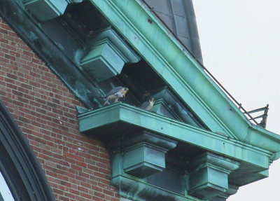Peregrine pair on west ledge diag. above north clock face