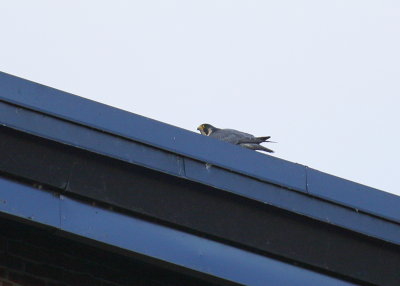 Peregrine snacking on New Balance roof
