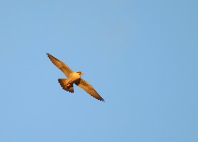 Peregrine in flight mode