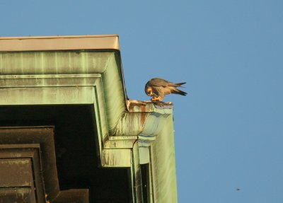 Peregrine with late afternoon snack: SW rooftop