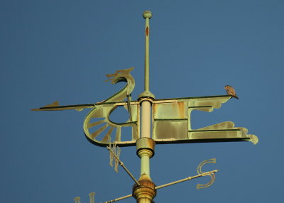 Peregrine perched on Viking boat upper aft spar