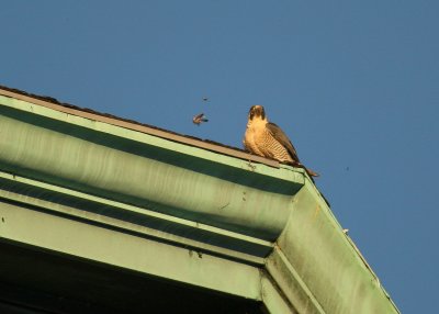 Peregrine with late afternoon snack: SW rooftop