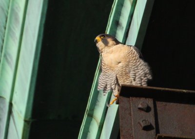 Peregrine on morning perch