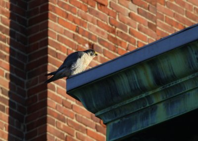 Peregrine perched NW corner of Ideal Box Co. bldg.