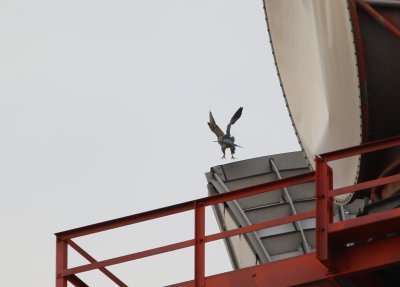 Peregrine #2 not landing atop Verizon Tower