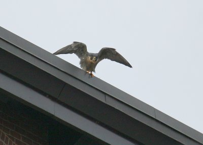 Peregrine: on north edge of NB roof in takeoff mode