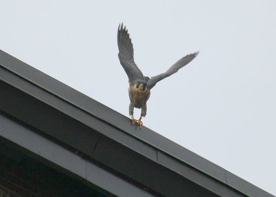 Peregrine: on north edge of NB roof in takeoff mode