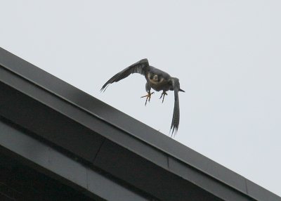 Peregrine: on north edge of NB roof in takeoff mode