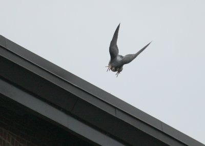 Peregrine: on north edge of NB roof in takeoff mode