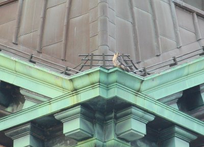 Peregrine after touchdown: upper NE corner clock tower