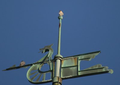 Peregrines: one atop top weathervane bulb: other upper fore spar