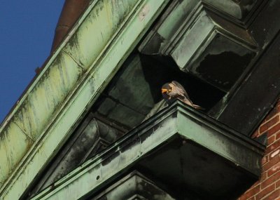 Peregrine on ledge;  ledge diag above/to left of west clock face (scratching)