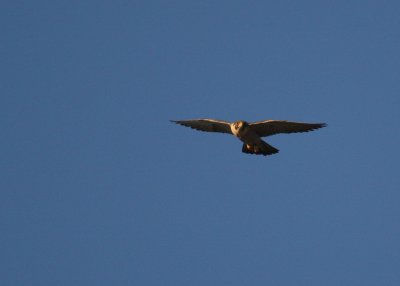 Peregrine in flight mode around clock tower