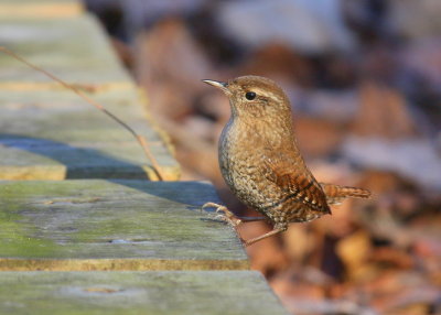 Winter Wren