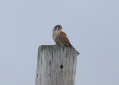 American Kestrel, female