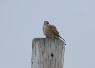 American Kestrel, female