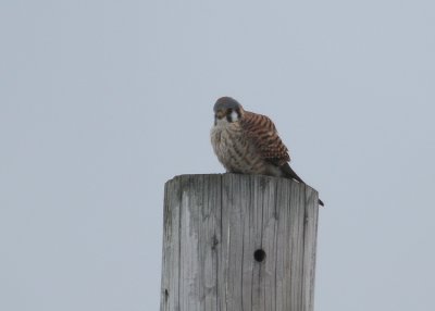 American Kestrel, female
