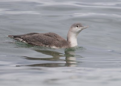 Red-throated Loon, juvenile