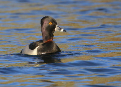 Ringed-neck Duck