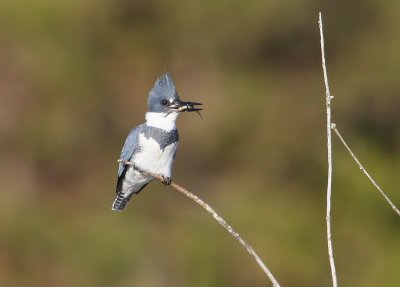 Belted Kingfisher, male