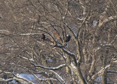 Bald eagle pair from Medford side