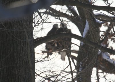 2 Bald Eagles through trees from Beverly Road 