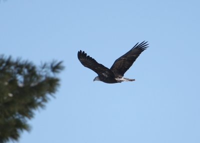 Bald Eagle flying northward from Medford Boat Club perch