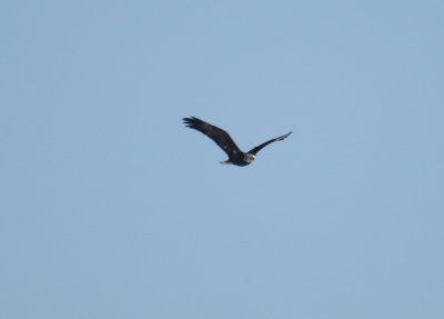 Bald Eagle flying south over Upper Mystic after loop
