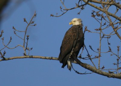Bald Eagle in tree near start of guard rail just north of Pine Ridge Rd., Medford