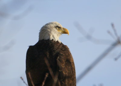 Bald Eagle