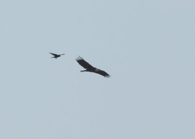 Bald eagle being chased by crow over Lower Mystic