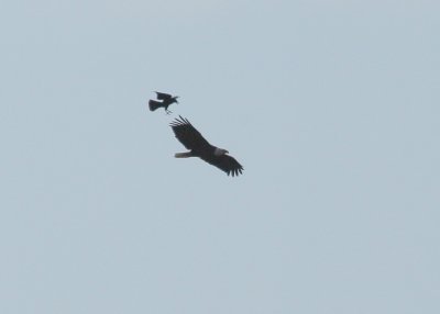 Bald eagle being chased by crow over Lower Mystic