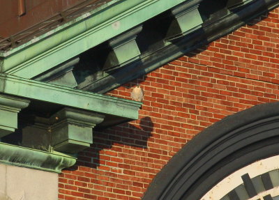 Peregrine on ledge; diag./above to left of east clock face