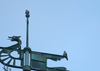 Peregrine pair returns to weathervane atop Clock Tower