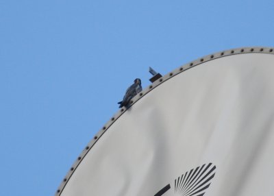 Peregrine perched atop cell tower