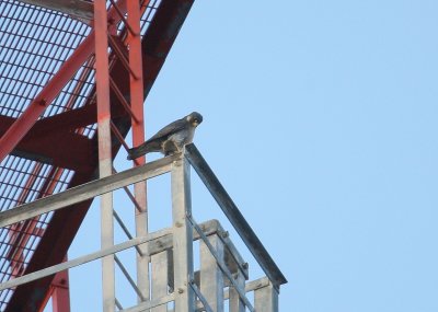 Peregrine perched on tower superstructure