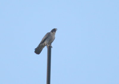 Peregrine calling out onn short antenna; south side of rooftop