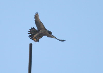 Peregrine departing on short antenna; south side of rooftop