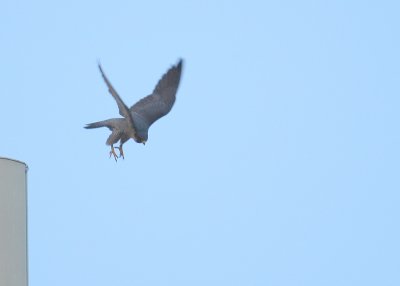 Peregrine in flight