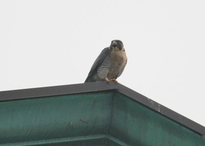 Peregrine full squawk