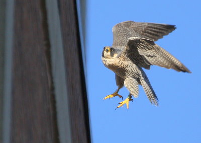 Peregrine: Peregrine: lifting up from antenna