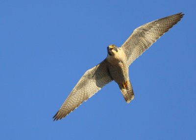 Peregrine: soaring